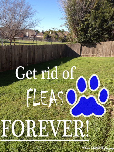 How to Get Rid of Fleas Naturally Forever - Well-Groomed Home