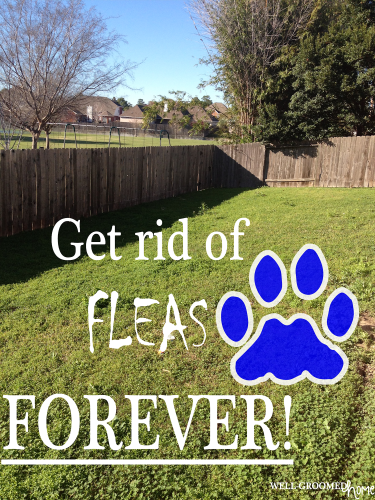 What are some ways to kill fleas and chiggers in the lawn?