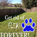 How to Get Rid of Fleas Naturally Forever