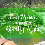 Pond Update: The Battle of Spring Algae